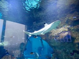 Haus des Meeres 4.02.2026